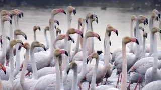 Portugalsko - divočina mezi pevninou a oceánem