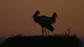 Portugalsko - divočina mezi pevninou a oceánem