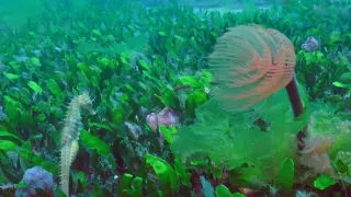 Portugalsko - divočina mezi pevninou a oceánem