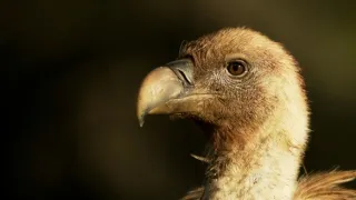 Příběhy středomořského lesa (1)