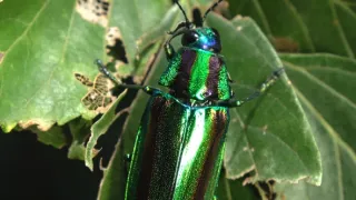 Království divočiny: Letní příroda v Okutamě