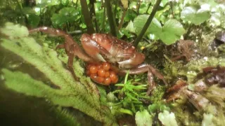 Království divočiny: Letní příroda v Okutamě