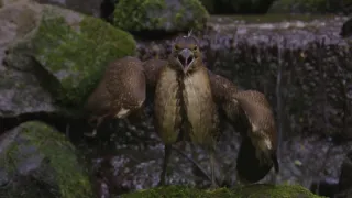 Království divočiny: Letní příroda v Okutamě