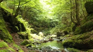 Království divočiny: Letní příroda v Okutamě