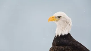 Divoká Aljaška (3/3)