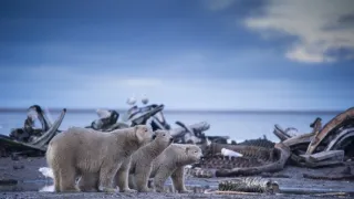 Divoká Aljaška (3/3)