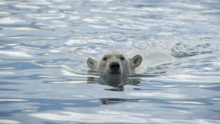 Divoká Aljaška (3/3)