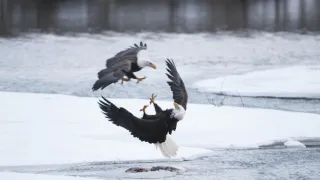 Divoká Aljaška (3/3)