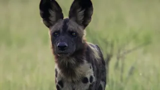 Zázračná planéta: Dynastie (4/5)