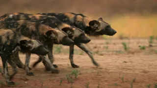 Zázračná planéta: Dynastie (4/5)