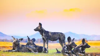 Zázračná planéta: Dynastie (4/5)