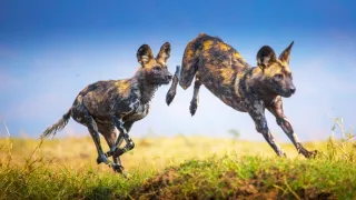 Zázračná planéta: Dynastie (4/5)