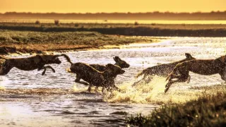 Zázračná planéta: Dynastie (4/5)