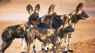 Zázračná planéta: Dynastie (4/5)