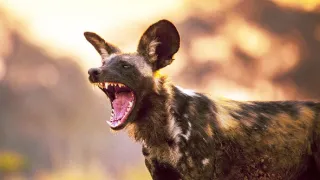 Zázračná planéta: Dynastie (4/5)