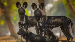 Zázračná planéta: Dynastie (4/5)