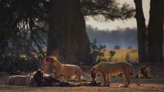 Zázračná planéta: Dynastie (4/5)