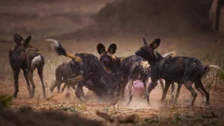 Zázračná planéta: Dynastie (4/5)