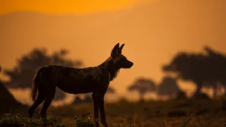 Zázračná planéta: Dynastie (4/5)