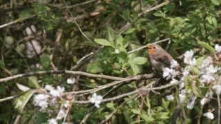 Zvuky prírody (2/3)