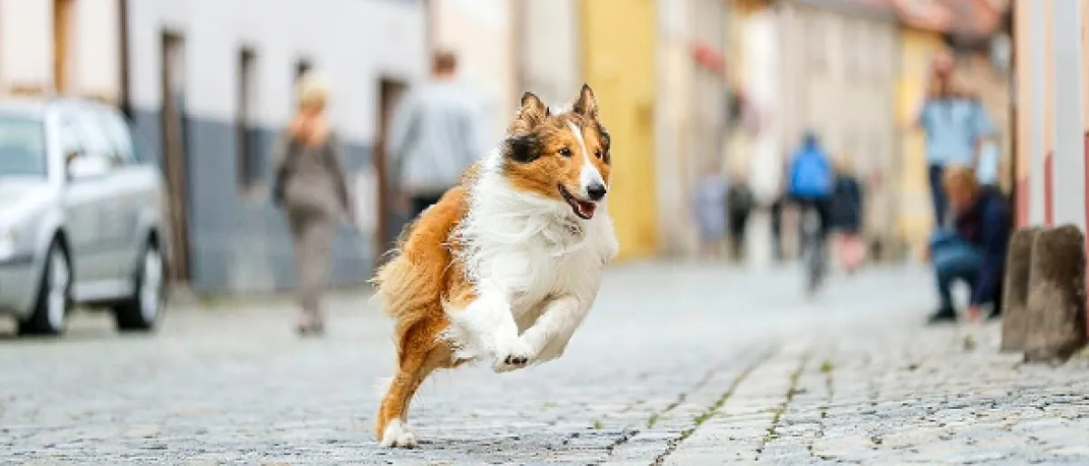 Lassie sa vracia (Lassie Come Home/Lassie - Eine abenteuerliche Reise), 2020 - fotogaléria