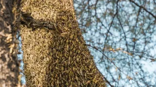 Zázračná planeta: Planeta Země III (7/8)