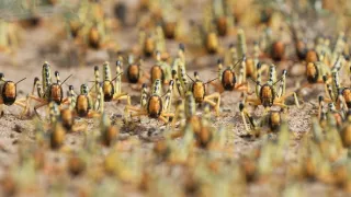 Zázračná planeta: Planeta Země III (7/8)