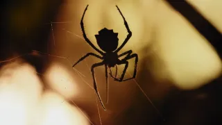 Pozoruhodná evoluce (3)