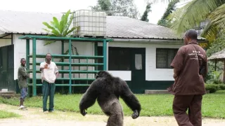 Útulok pre záchranu šimpanzov Jane Goodallovej (2/6)