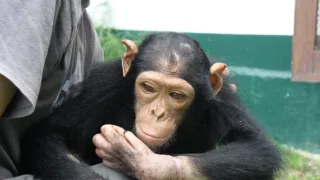 Útulok pre záchranu šimpanzov Jane Goodallovej (2/6)