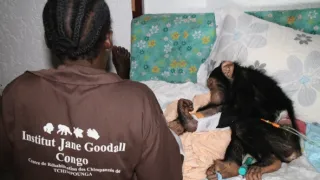 Útulok pre záchranu šimpanzov Jane Goodallovej (2/6)