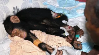 Útulok pre záchranu šimpanzov Jane Goodallovej (2/6)