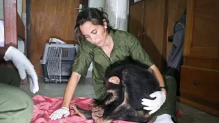 Útulok pre záchranu šimpanzov Jane Goodallovej (2/6)