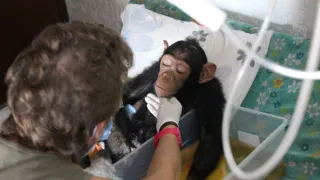 Útulok pre záchranu šimpanzov Jane Goodallovej (2/6)