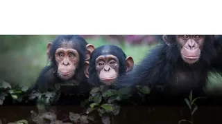 Útulok pre záchranu šimpanzov Jane Goodallovej (2/6)