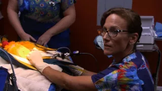 Pohotovosť pre exotické zvieratá III (5)