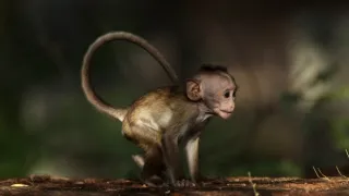 Tajemství opičího ostrova (2)