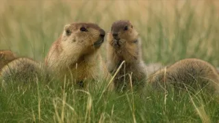 Divoká roční období (2)