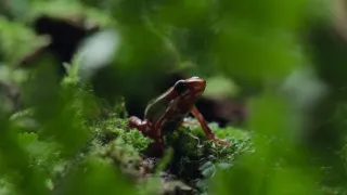 Zázračná planeta: Planeta Země III (8/8)