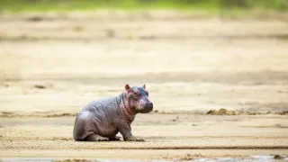 Zázračná planeta: Mláďata (2/3)