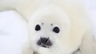 Zázračná planeta: Mláďata (2/3)