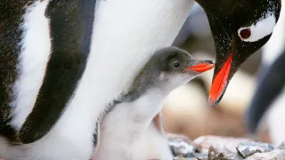 Zázračná planeta: Mláďata (2/3)