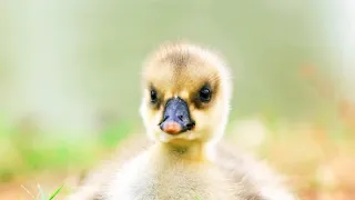 Zázračná planeta: Mláďata (2/3)