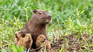 Zázračná planeta: Mláďata (2/3)