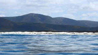 Žralok modrý - živá legenda