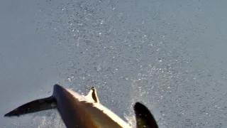 Žralok modrý - živá legenda