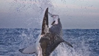 Žralok modrý - živá legenda