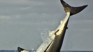 Žralok modrý - živá legenda