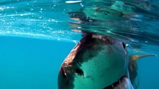 Žralok modrý - živá legenda