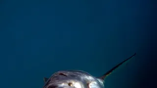 Žralok modrý - živá legenda